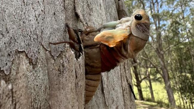 A cicada coming out of its shell on a farm near Kyogle. Residents have been questioning whether the insects are particularly loud this year. Picture: Venessa Kook