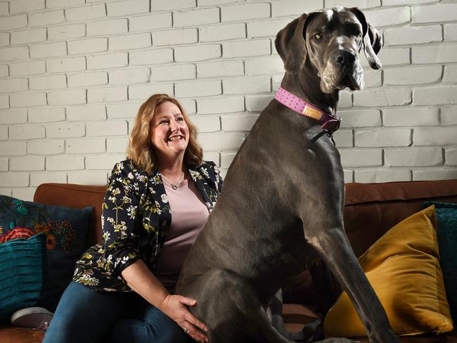 A politician’s great dog – and her tiny superpower