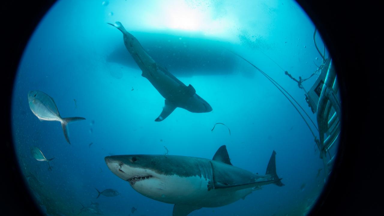 Blue abyss: Two sharks circle with the boat far overhead. Picture: Andrew Fox 