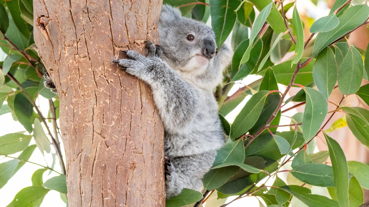 Koala joey ‘Fox’ named for sisters