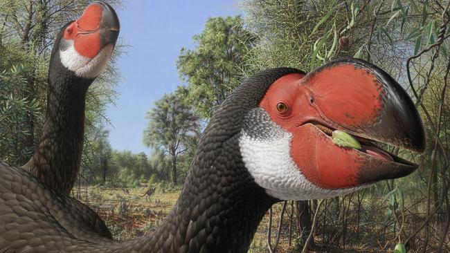 A concept image of the Dromornis stirtoni, an ancient bird living in central Australia. Picture: Peter Trusler