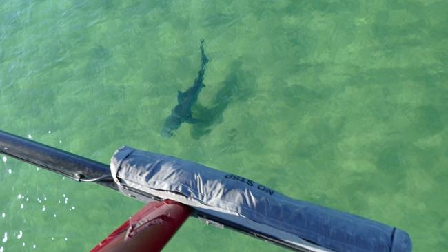 Swimmers faced a similar situation at Birubi Beach north of Newcastle. Shark Smart.