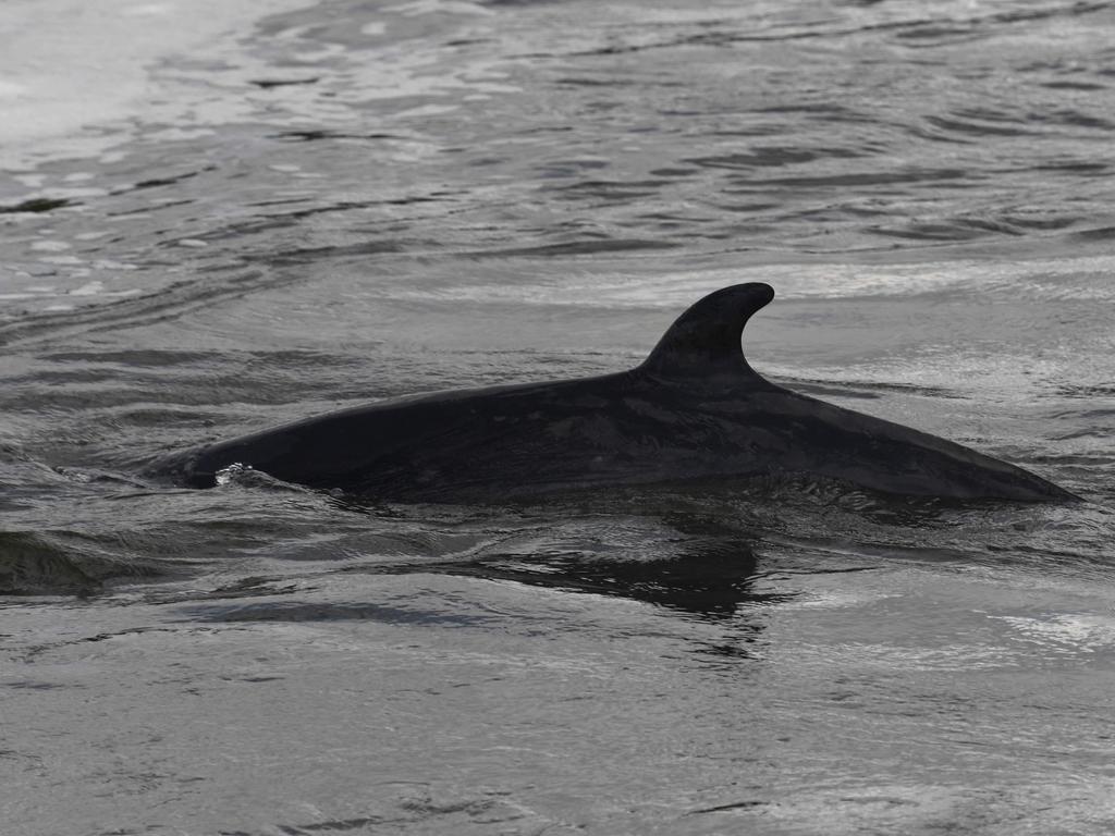 A juvenile minke whale swims by Teddington Lock in southwest London after it swam up the River Thames on May 10, 2021. Picture: Glyn Kirk/AFP