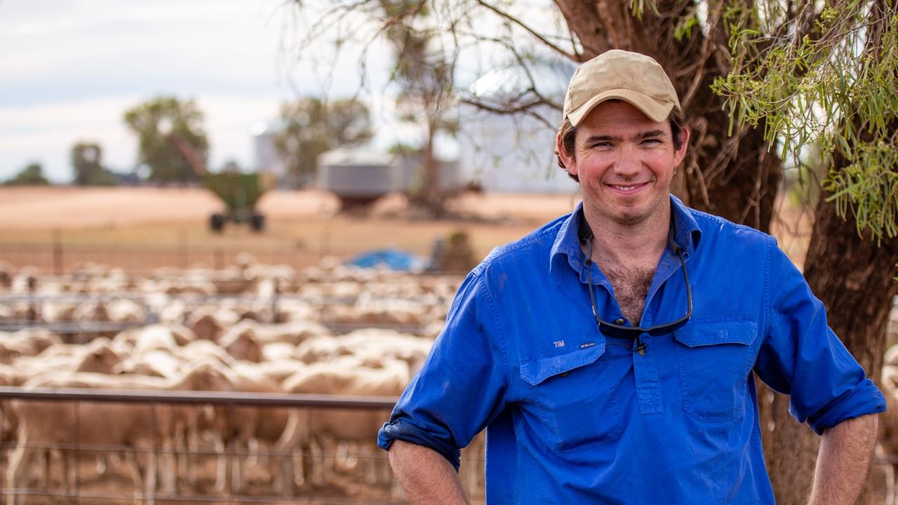 ‘Epic loss’. Vet warns on sheep breeding