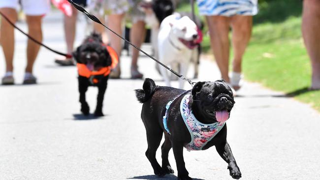 Residents demand La Balsa Park and Point Cartwright Reserve to continue to be a dog friendly area. Picture: Patrick Woods.