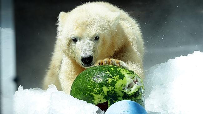 Henry the polar bear cub with a watermelon. Pic: Jack Harbour