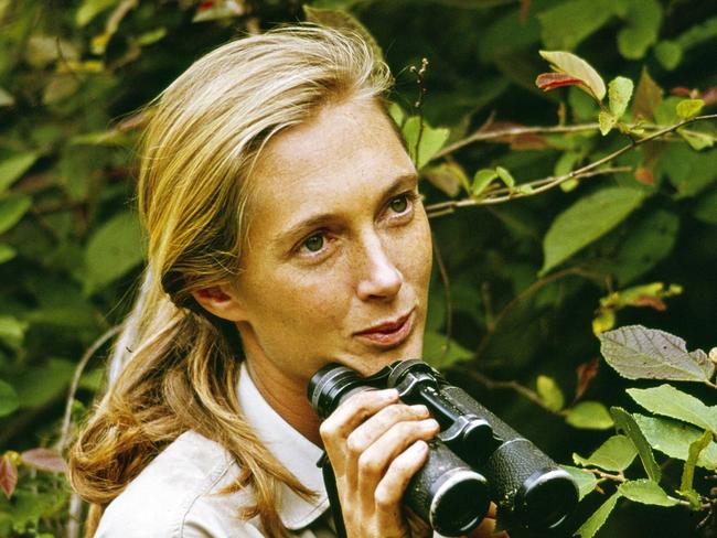 Scene from the documentary Jane (2017). A National Geographic ProductionScientist Jane Goodall in Gombe National Park. 1965