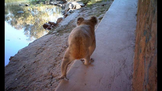 The Compton Road fauna overpass.