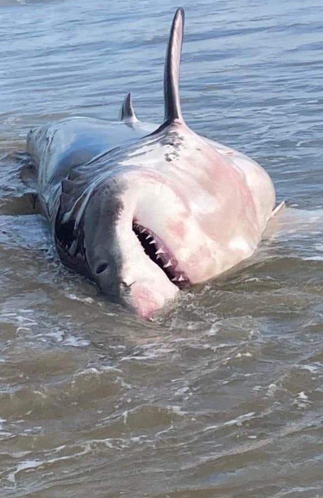 A great white shark beached on a Northern NSW beach this morning.