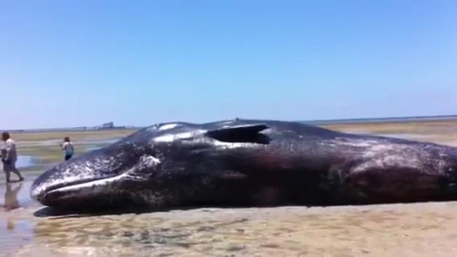 Gentle giants of the ocean: Why do whales beach themselves? | news.com ...