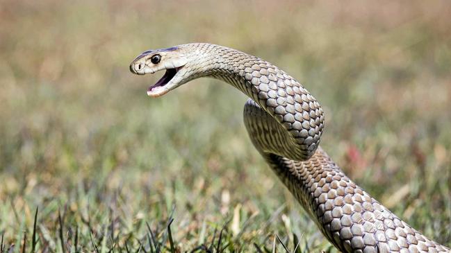 A woman was flown to hospital after suffering a snake bite.