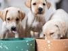 Huge pet food myth people don’t notice