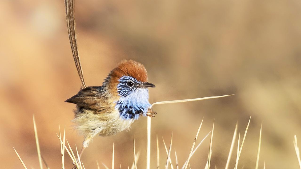 Ann Alcock's photo of a rufous-crowned emu-wren. Flashes of Colour exhibition.