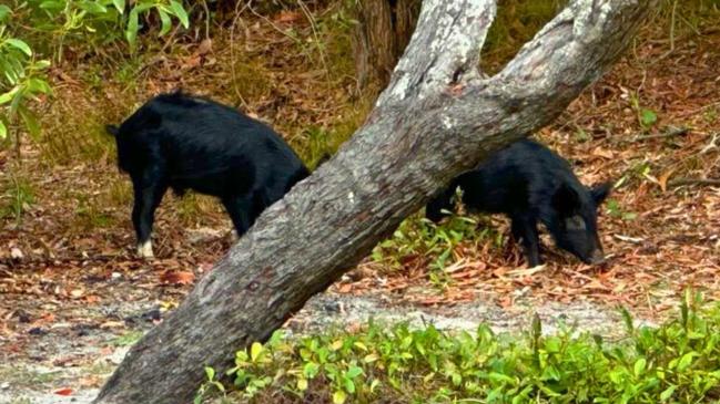 Feral pigs on Bribie Island in 2024. Pictures: Facebook: L Carberry/A Caruana