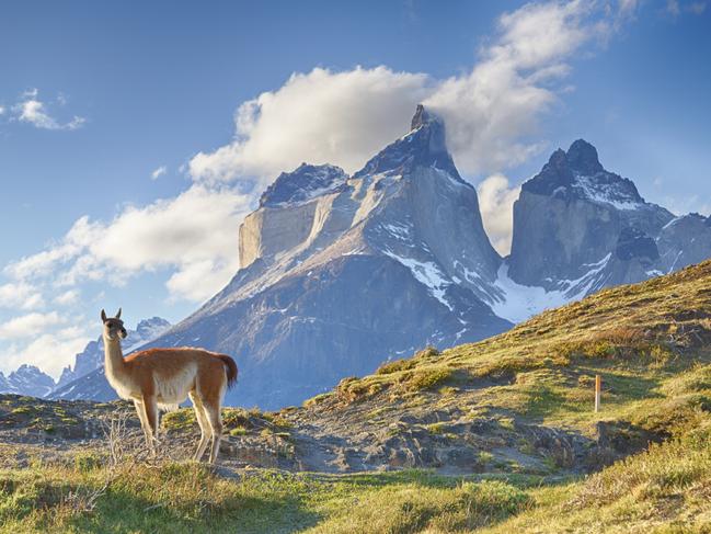 ESCAPE: WHEN TO BOOK .. Llama in Guanaco in Chilean Patagonia. Picture: iStock