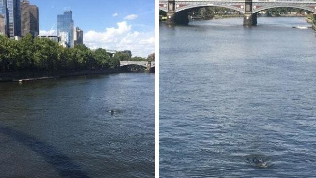 A seal frolicking in the Yarra River at Southbank in 2016.