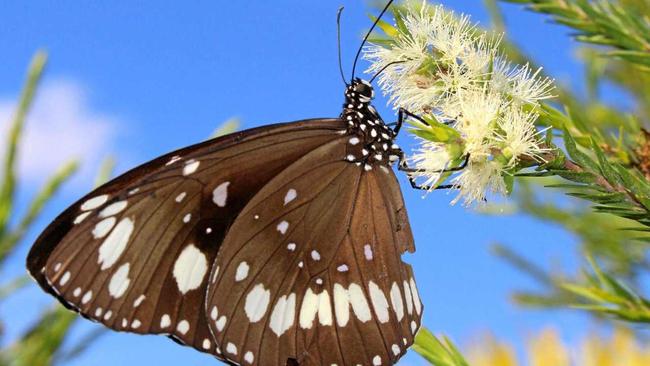 An oeander butterfly drinking nectar. Picture: Hugh Maxwell