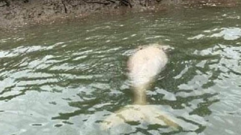 This dugong was found floating dead at Beaver Rock, Mary River on September 5, 2020. Picture: WWF