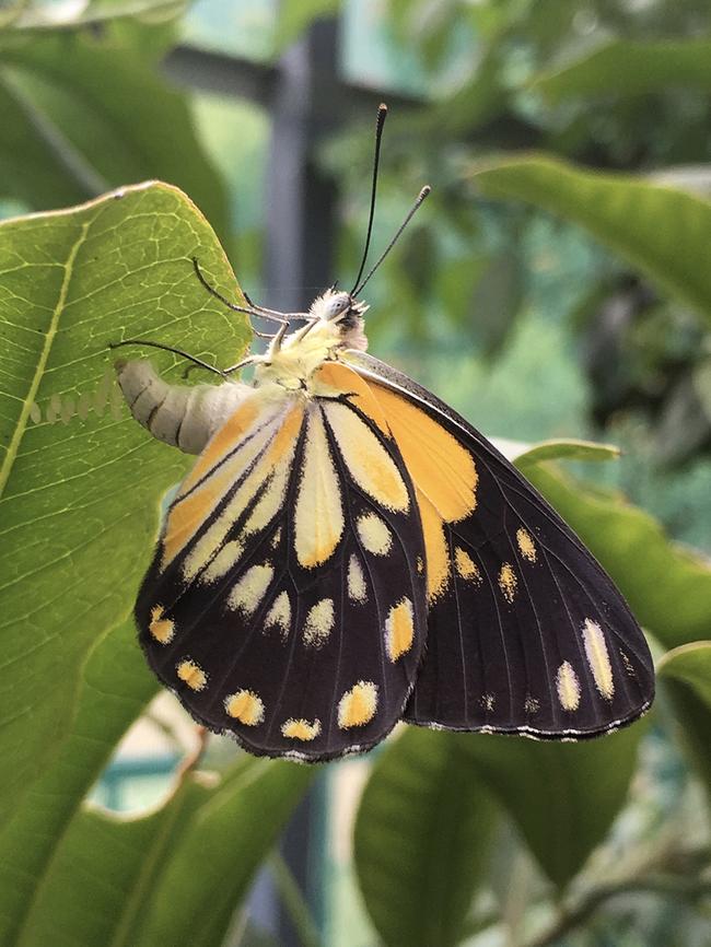 Caper White butterfly. Picture: Ross Kendall.