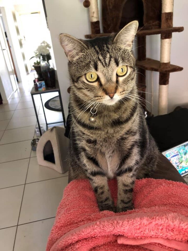 My handsome boi Poot. Picture: Madi Mccarthy. Cutest cats in Pine Rivers.