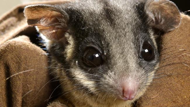 Leadbeater's Possum awareness week. Leadbeater's Possum at Healesville Sanctuary with the awareness badge.