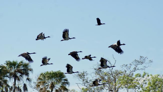 Magpie geese take flight. Picture: Contributed