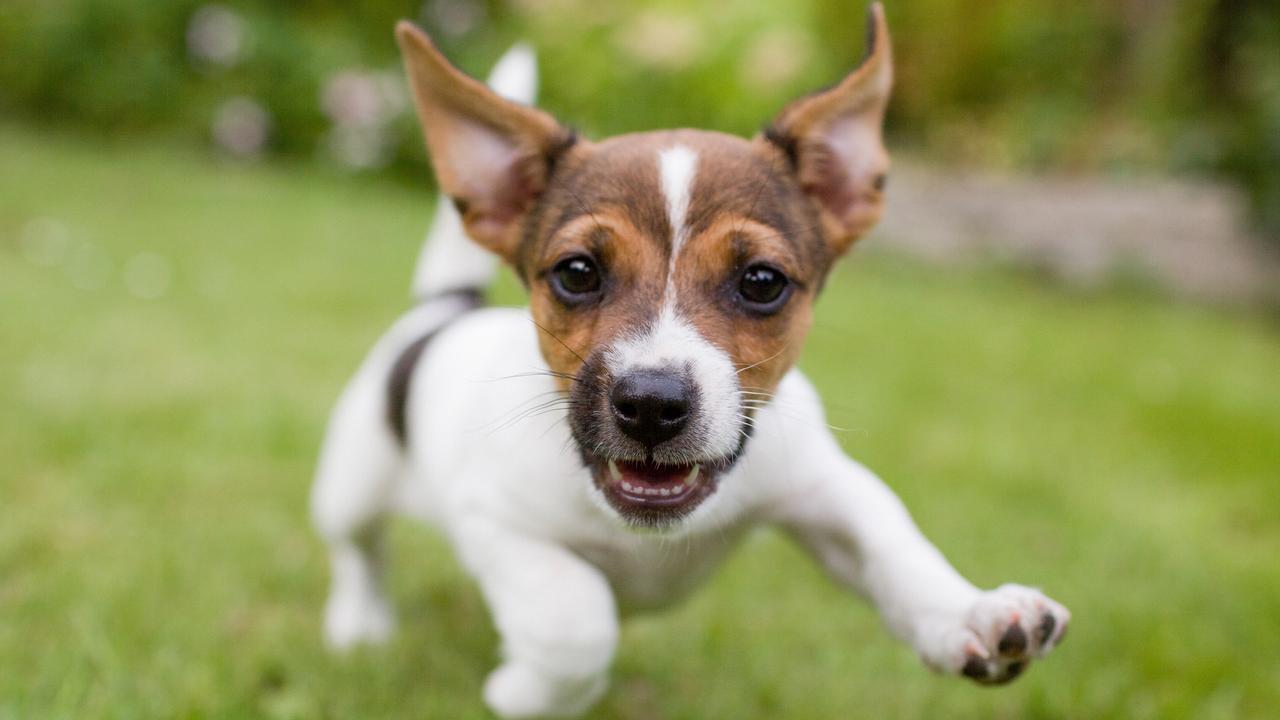 Young puppies didn’t receive the early socialisation that they need during Covid lockdowns. Picture: Thinkstock