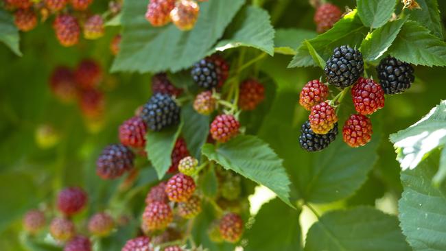 A majority of the workers employed by labour hire companies work in horticulture. Picture: Zoe Phillips