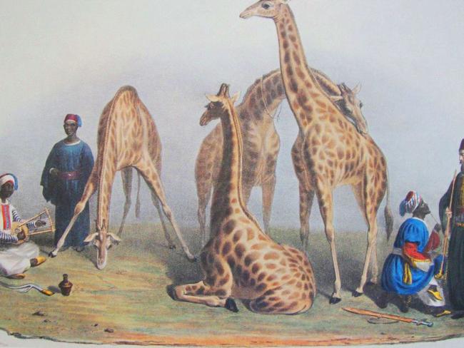 Giraffes at London Zoo 1837