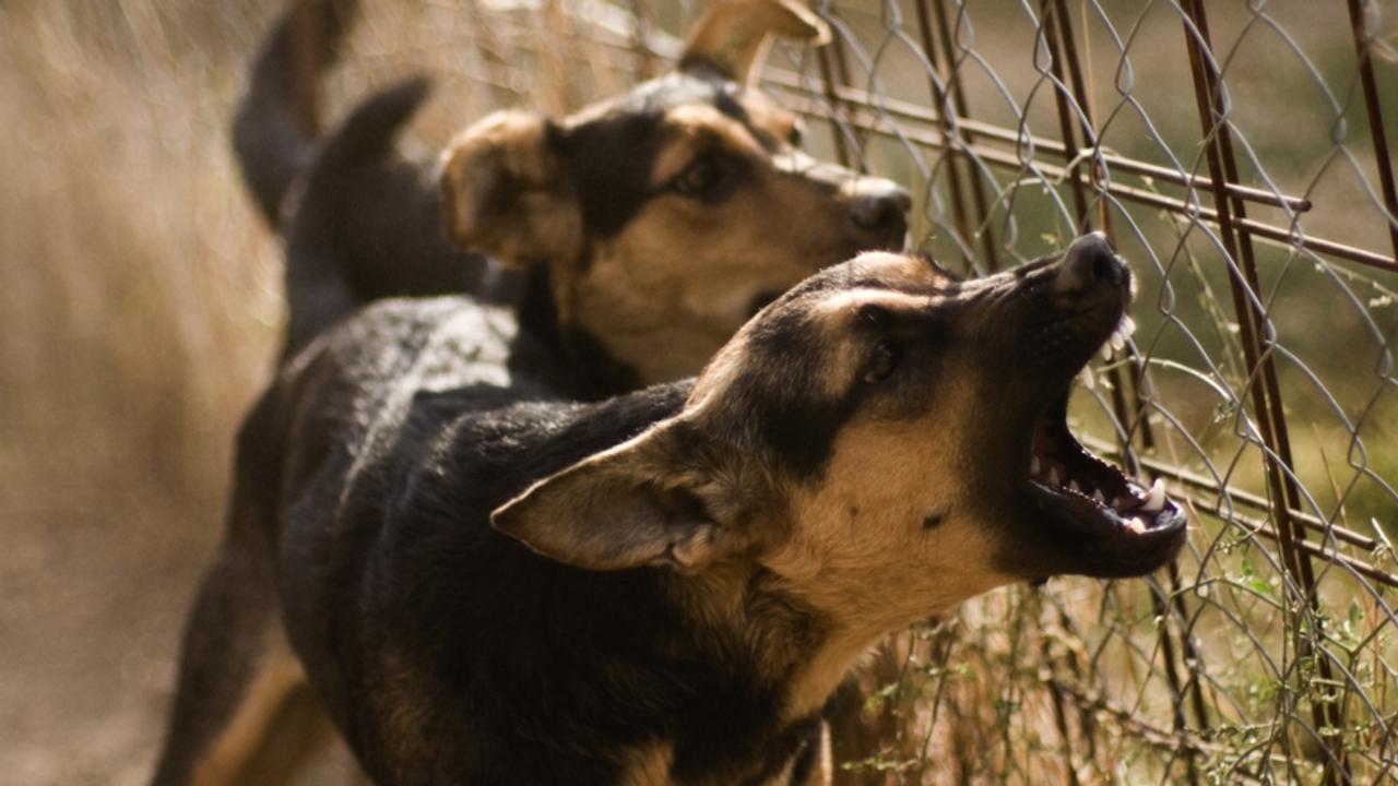 Police, council on desperate hunt for dogs after ‘series of attacks’