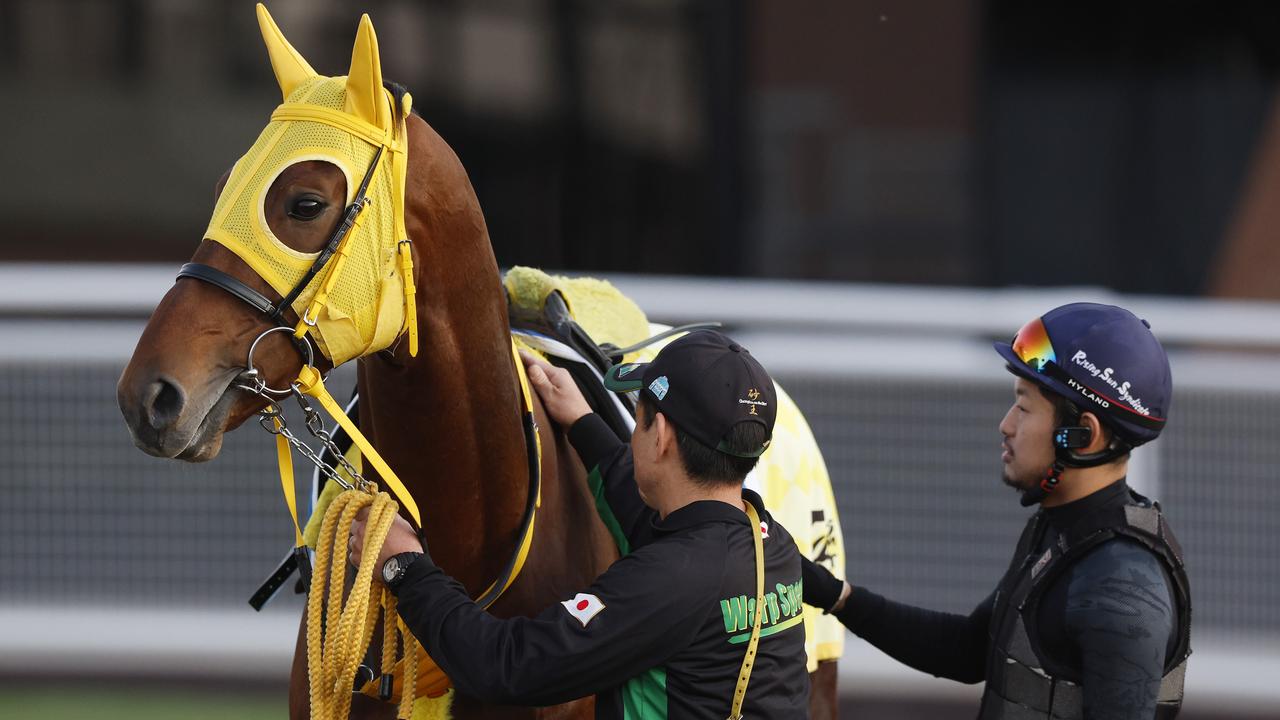 Japanese Caulfield Cup contender Warp Speed has a look around the unfamiliar surroundings at Caulfield on Tuesday morning. Picture: Michael Klein