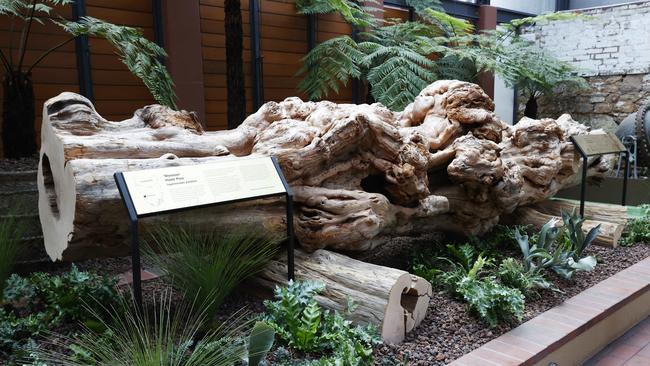 A giant Huon pine log called 'Monster' is now on display at the atrium at the Henry Jones Art Hotel in Hobart. Picture: Nikki Davis-Jones