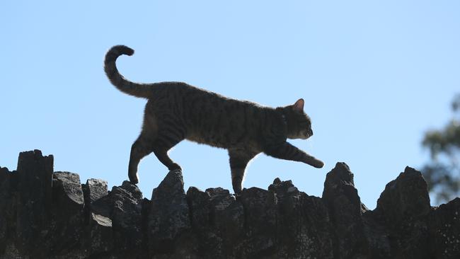 Councils are cracking down on roaming cats. Picture: Tait Schmaal