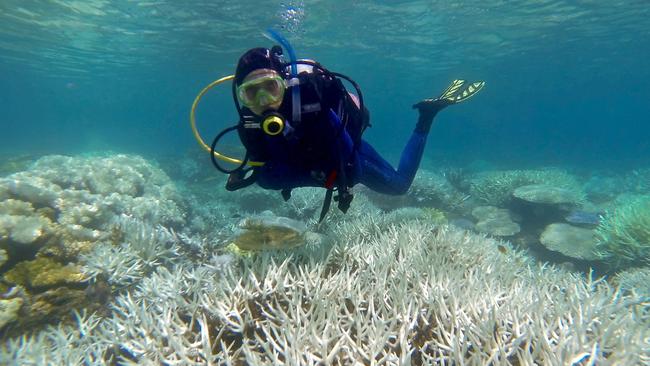 Year 11 Trinity Anglican School student Sophie Kalkowski-Pope diving on the Great Barrier Reef. Cairns Inspire