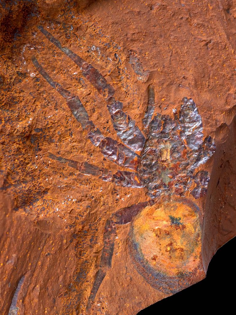 The spider was named Megamonodontium mccluskyi. Picture: Supplied/Australia Museum