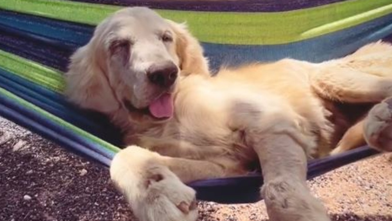 How rescue dog Tina changed the world