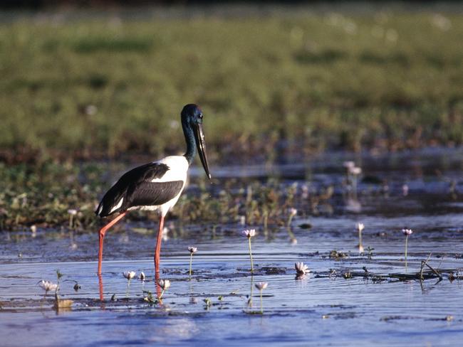 A black-neck stork or jabiru.