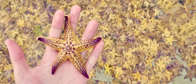 A Northern Pacific seastar close up. Picture: Cameron Howe