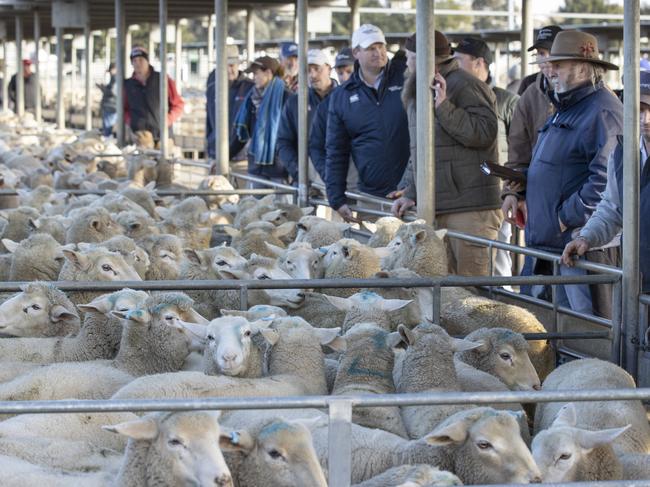 LIVESTOCK: Bendigo Sheep and Lamb salePICTURED: Bendigo Sheep and Lamb sale. Generic sheep. Stock Photo. Saleyards. Market Lambs.Picture: Zoe Phillips