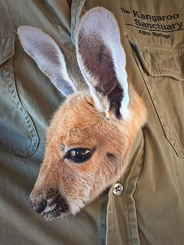 Little joey Sinéad has found the best way to keep warm - “shirt pouch!” Picture: <a href="https://www.instagram.com/p/2Upd1dnVsu/?taken-by=thekangaroosanctuary" target="_blank">@thekangaroosanctuary/Instagram</a>