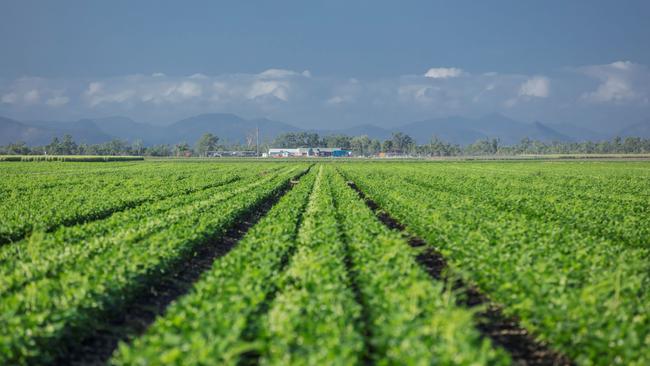 Beans grow at the Mugowie’s Bowen Aggregation (pictured). Picture: Supplied.