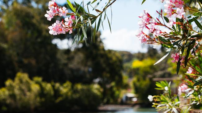 Along Tallebudgera Creek Conservation Park. Picture: Gold Coast City Council