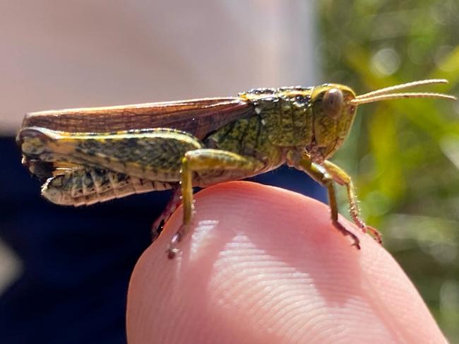 Schayer's grasshopper at Cape Portland. Picture: Supplied