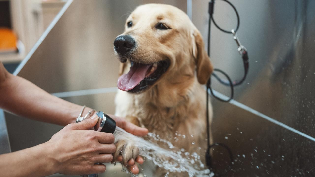 Qld pet owners warned over terrifying silent threat