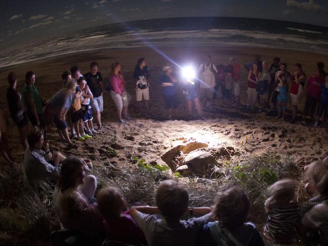 Turtle encounters on Mon Repos Beach near Bundaberg