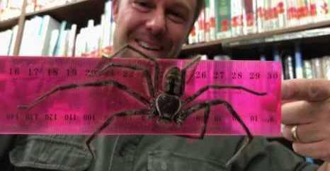 Huntsman spiders: How to get rid of them | The Courier Mail