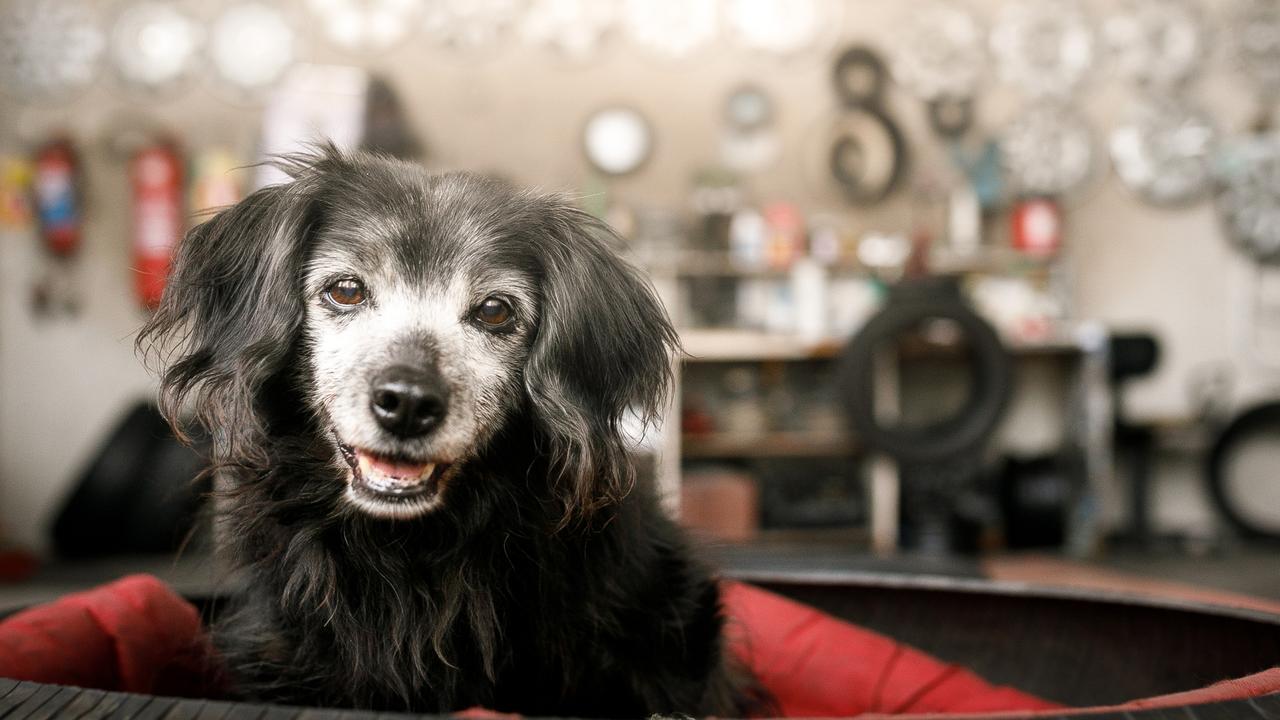 End of life options for ageing pets