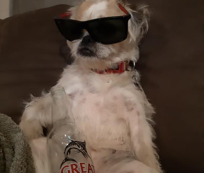 Born and bred in Darwin, Daisy loves thirst quenching beers in the heat and has been entered in the NT News cutest dog competition. Picture: Mitchell Meldrum 