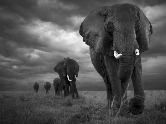 A herd of elephants are seen on a march through a rainy landscape in Swedish photographer Bjorn Perron’s image, Exodus.