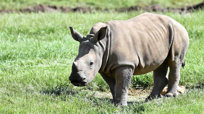 Australia Zoo welcomed Carrie, a baby rhino late last year and now the public can finally meet her on the zoo's African Savannah. Picture: Patrick Woods